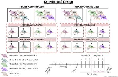 Wildtype peers rescue social play and 50-kHz ultrasonic vocalization deficits in juvenile female Cacna1c heterozygous rats